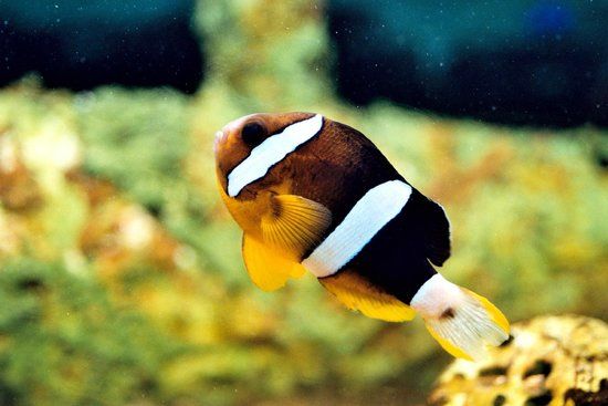 Le Roc des Curiosités